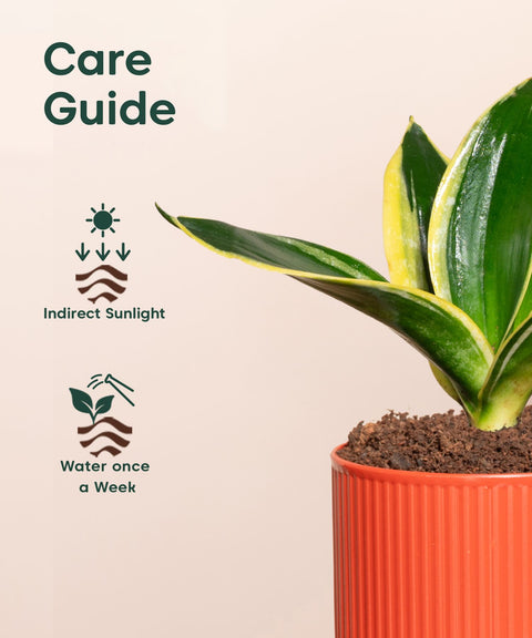 Golden Hahnii Snake Plant With Mylo Self Watering Pot - Paytm Exclusive