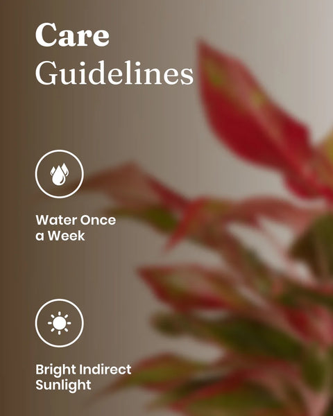 Aglaonema Lipstick Plant With Self Watering Pot