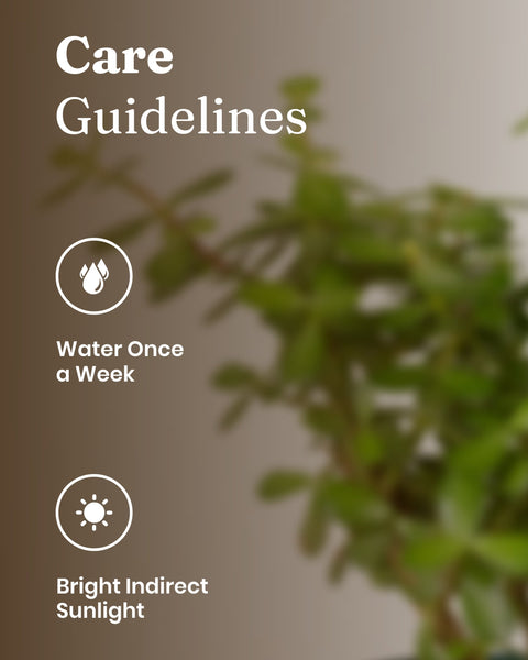 Lucky Jade Plant with Medium Metal Self Watering Pot