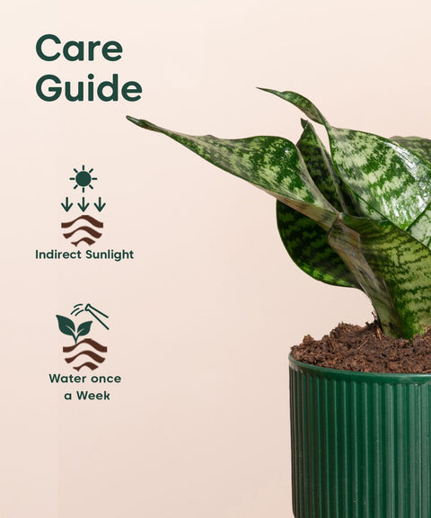 Green Snake Plant With Mylo Self Watering Pot - Paytm Exclusive