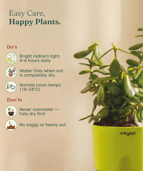 Lucky Jade Plant With Self Watering Pot