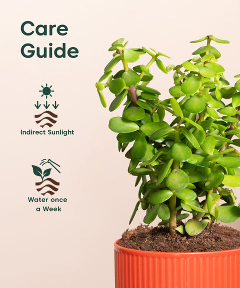 Lucky Jade Plant With Mylo Self Watering Pot