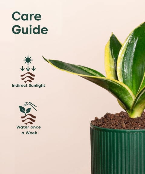 Golden Hahnii Snake Plant With Mylo Self Watering Pot - Paytm Exclusive