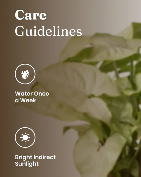 Syngonium Pixie White Plant with Medium Metal Self Watering Pot