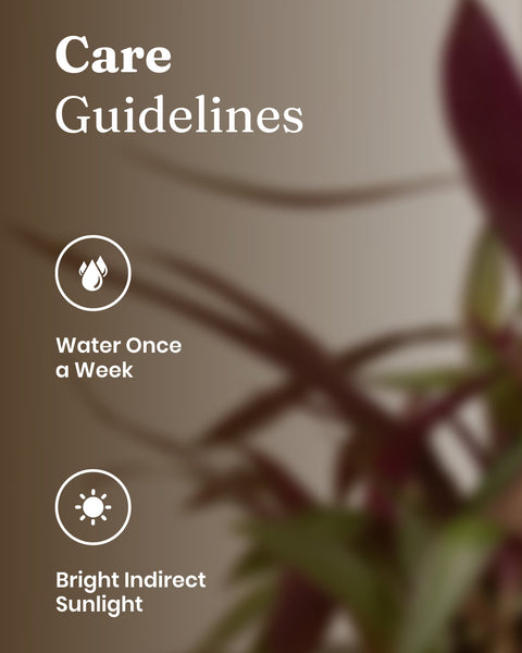 Oyster Plant with Medium Metal Self Watering Pot