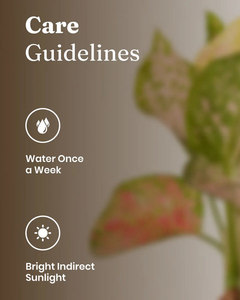 Aglaonema Pink Valentine Plant with Medium Metal Self Watering Pot