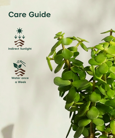 Jade Plant with Aira Pot