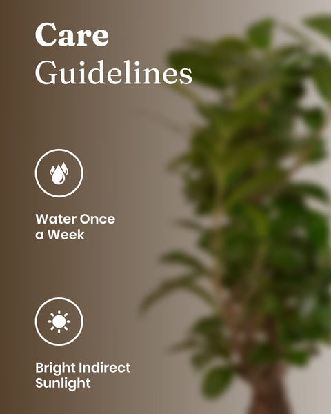 Lucky Bonsai Plant with Medium Metal Self Watering Pot