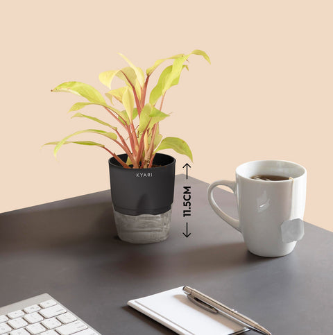 Philodendron Ceylon (Golden) Plant With Self Watering Pot Paytm Exclusive