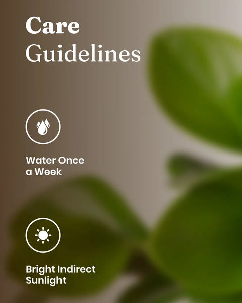 Peperomia Green Plant with Medium Metal Self Watering Pot