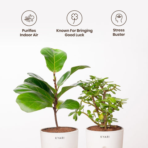 Fiddle Fig & Lucky Jade Plant Combo Self Watering Plant