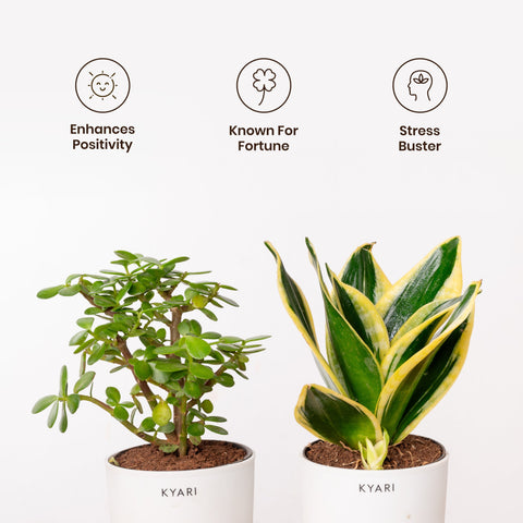 Lucky Jade & Golden Hahnii Snake Plant Combo Self Watering Pot