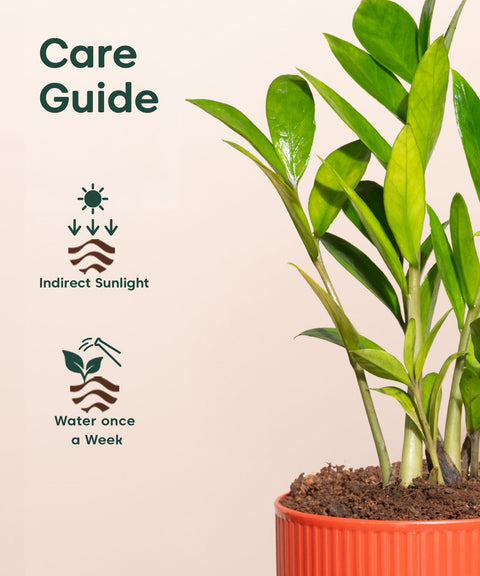 Golden Ceylon Plant With Mylo Self Watering Pot -  Cred offer