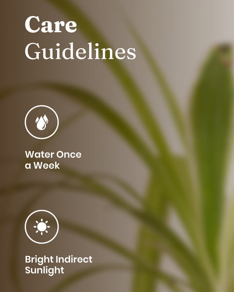 Spider Plant with Medium Metal Self Watering Pot