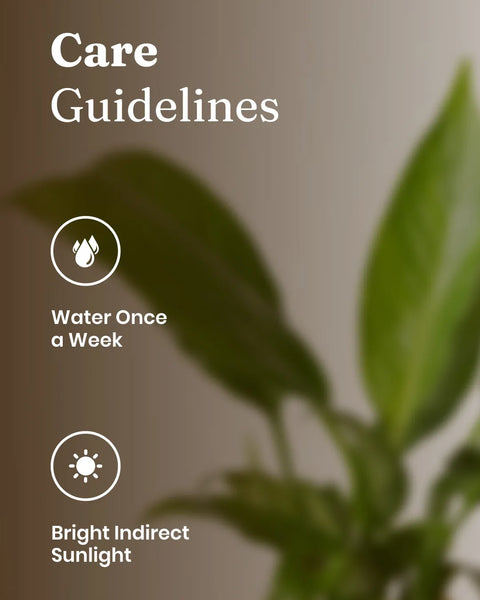Peace Lily Plant With Self Watering Pot