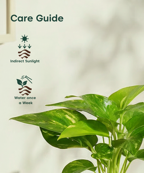 Money Varigated Plant with Aira Pot