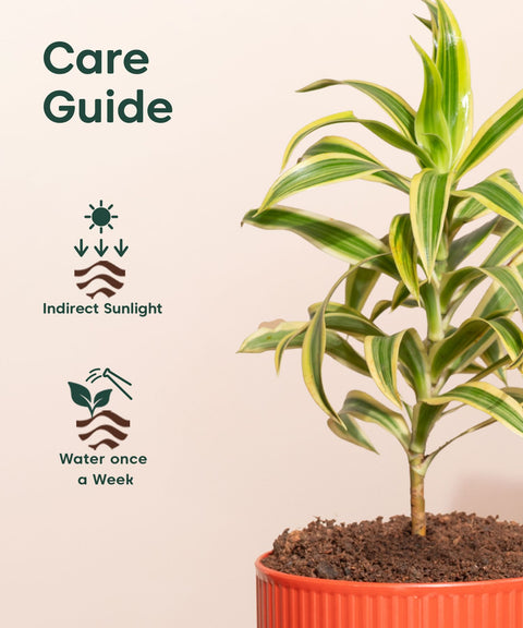 Song Of India Plant With Mylo Self Watering Pot