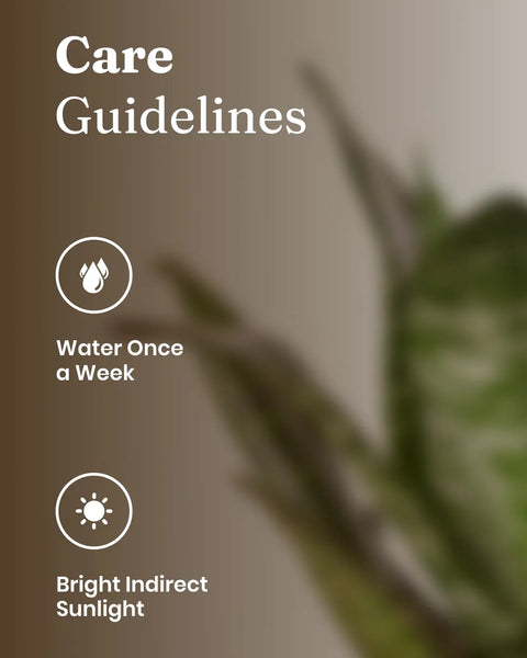 Green Snake Plant with Medium Metal Self Watering Pot