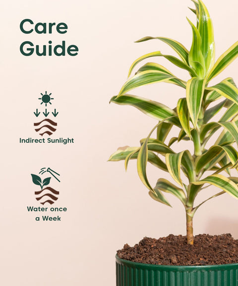 Song Of India Plant With Mylo Self Watering Pot