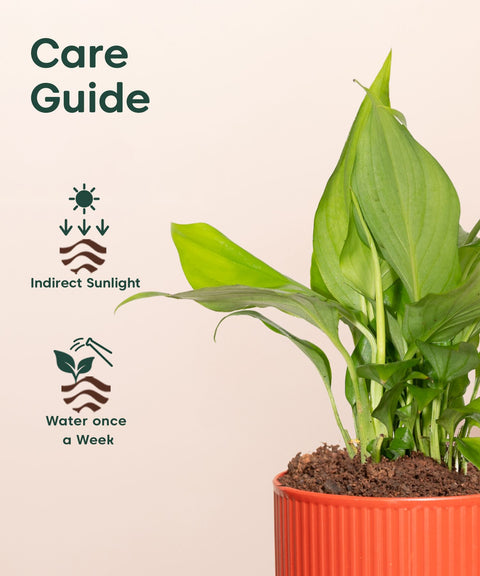 Peace Lily Plant With Mylo Self Watering Pot - Paytm Exclusive