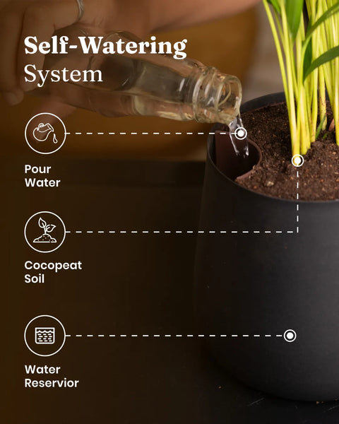 rubber plant self watering pot Black Rubber Plant with Medium Metal Self Watering Pot