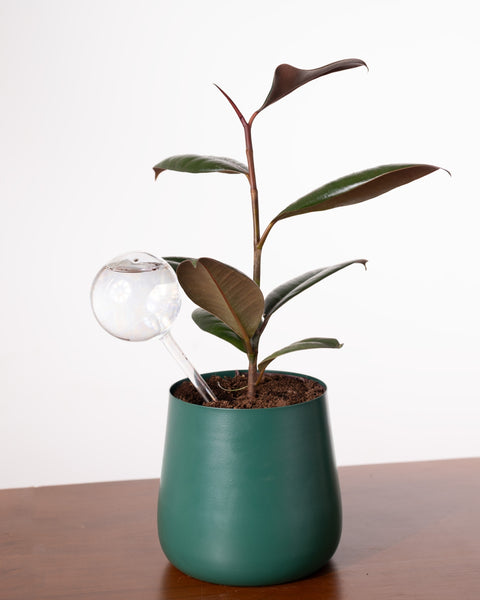 KYARI Plant Watering Globe - pack of 1
