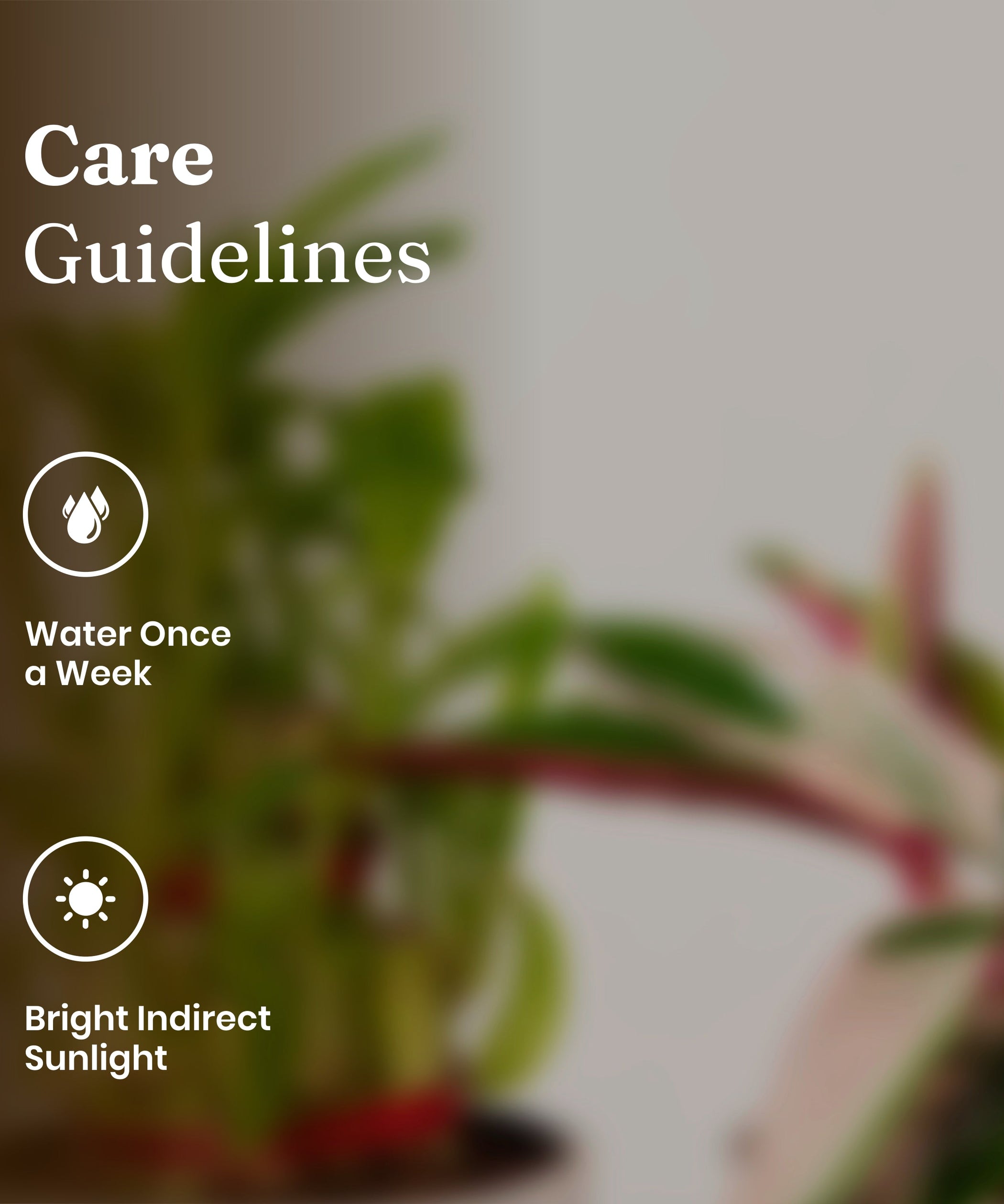 Shop Lucky Indoor Jade Plant (Crassula Ovata)-Jade Tree – shop.kyari