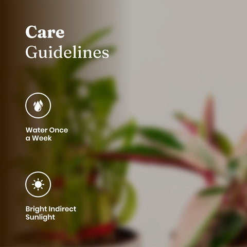 Lucky Bamboo & Calathea Triostar Self Watering Pot
