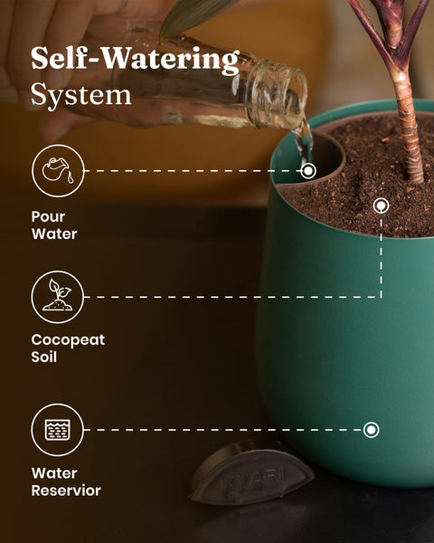 Golden Money Plant with Medium Metal Self Watering Pot
