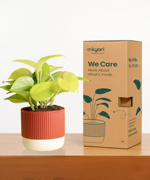 Aglaonema Lipstick Plant With Mylo Self Watering Pot - Paytm Exclusive