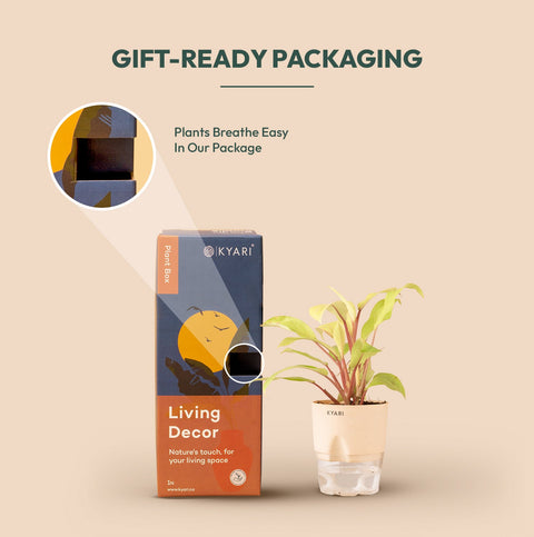 Philodendron Ceylon (Golden) Plant With Self Watering Pot Paytm Exclusive