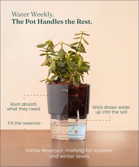 Lucky Jade Plant With Self Watering Pot