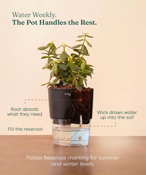 Lucky Jade Plant With Self Watering Pot