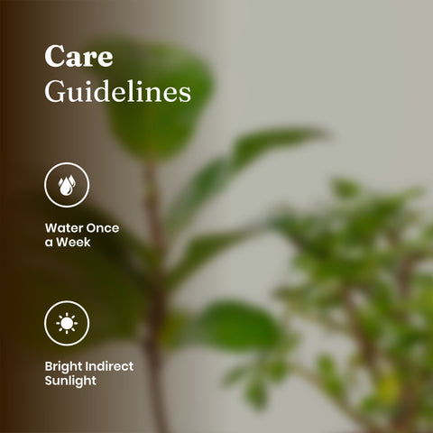 Fiddle Fig & Lucky Jade Plant Combo Self Watering Plant