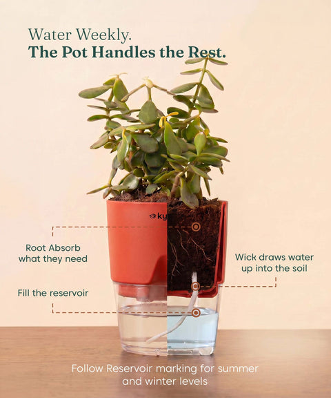 Lucky Jade Plant With Self Watering Pot