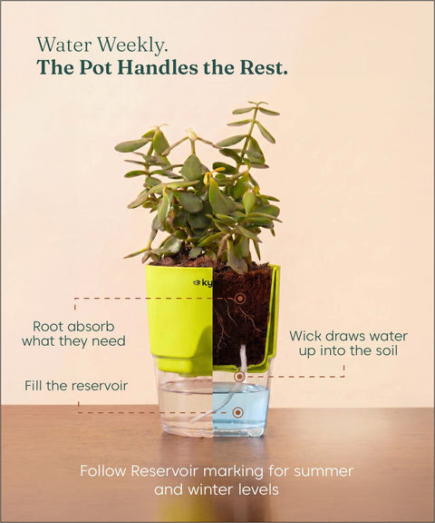 Lucky Jade Plant With Self Watering Pot