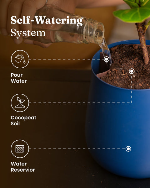 Golden Money Plant with Medium Metal Self Watering Pot