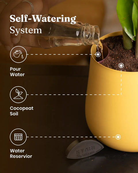 rubber plant self watering pot Black Rubber Plant with Medium Metal Self Watering Pot
