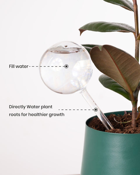 KYARI Plant Watering Globe - pack of 1