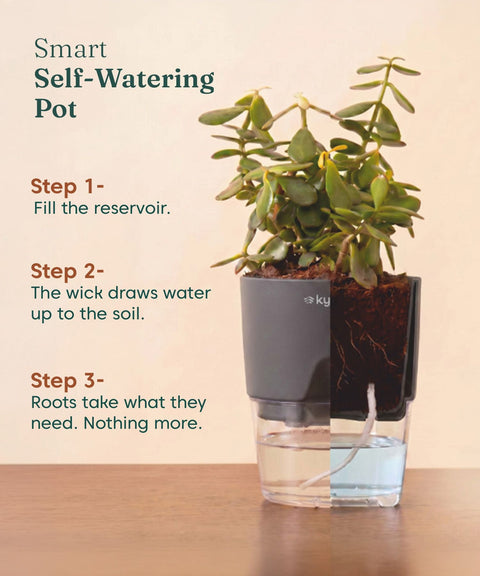 Lucky Jade Plant With Self Watering Pot