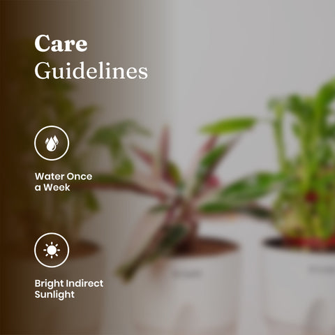 Broken Heart, Lucky Bamboo & Calathea Triostar Plant Combo