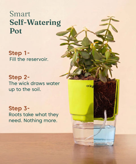 Lucky Jade Plant With Self Watering Pot