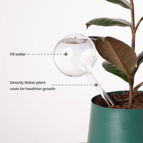 Plant Globe