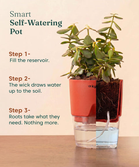 Lucky Jade Plant With Self Watering Pot