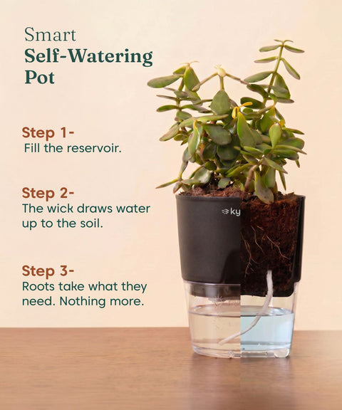 Lucky Jade Plant With Self Watering Pot
