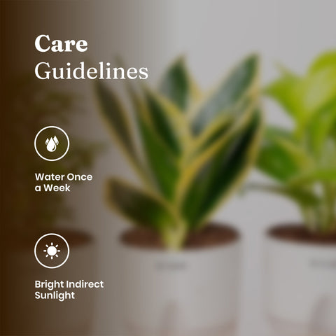 Lucky Jade, Golden Money & Golden Hahnii Snake Plant Combo