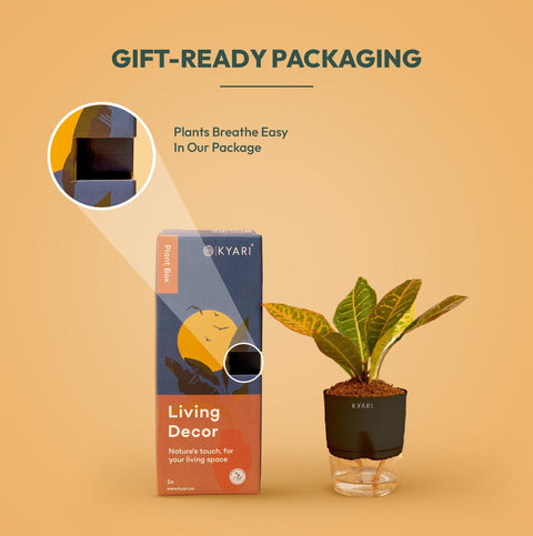 Set of 2 - Areca Palm & Croton Petra Plant