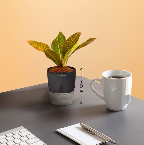 Set of 2 - Areca Palm & Croton Petra Plant