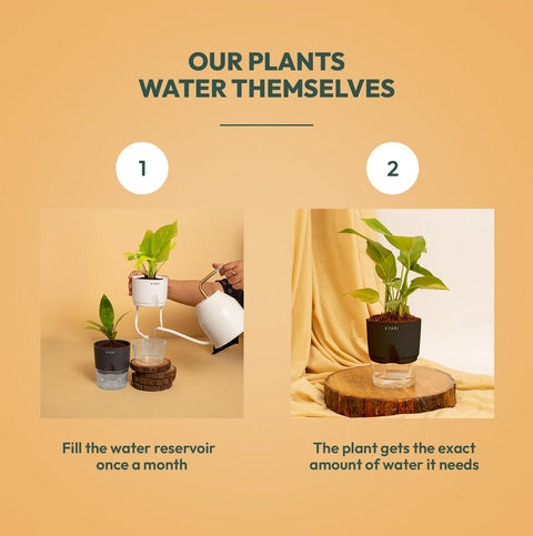 Set of 2 - Areca Palm & Croton Petra Plant