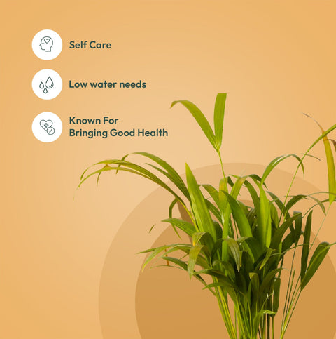 Set of 2 - Areca Palm & Croton Petra Plant